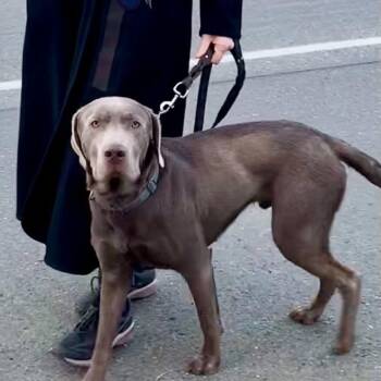Watson -  Labrador Retriever Dog for Adoption in Tacoma, Washington - Watson | PetCurious