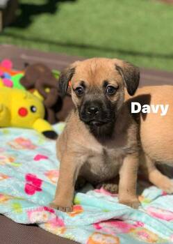 Puggle Dogs Available for Adoption in Douglas, Massachusetts - Davy  | PetCurious