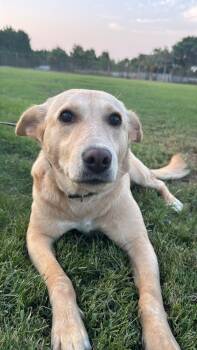 Cupcake -  Labrador Retriever Dog for Adoption in New York, New York - Cupcake | PetCurious