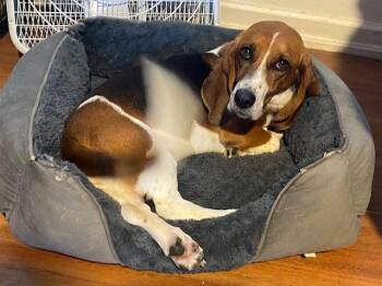 Maybel (Hughson) -  Basset Hound Dog for Adoption in Petaluma, California - Maybel (Hughson) | PetCurious