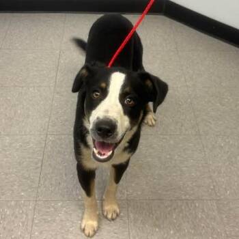 Border Collie Dogs Available for Adoption in Bastrop, Texas - Mojo 26-05-186 | PetCurious