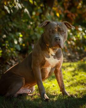 GRAVE DIGGER (0237) -  American Bully and Pit Bull Terrier Dog for Adoption in Bridgeport, Connecticut - GRAVE DIGGER (0237) | PetCurious