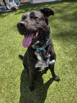 Wednesday -  Retriever and Mixed Breed Dog for Adoption in Savannah, Georgia - Wednesday | PetCurious