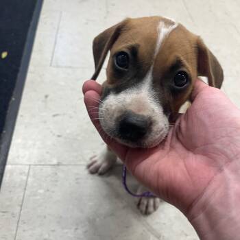 Sebas -  Chihuahua Dog for Adoption in Fort Belvoir, Virginia - Sebas | PetCurious