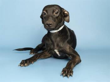 QUICHE -  Pit Bull Terrier and Mixed Breed Dog for Adoption in Phoenix, Arizona - QUICHE | PetCurious
