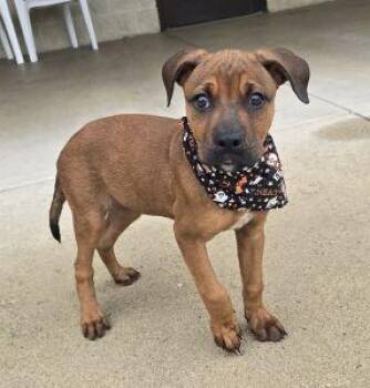 Paisley -  Redbone Coonhound Dog for Adoption in Bucyrus, Ohio - Paisley | PetCurious