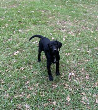 Labrador Retriever and Mixed Breed Dogs Available for Adoption in Shelby County, Texas - May | PetCurious