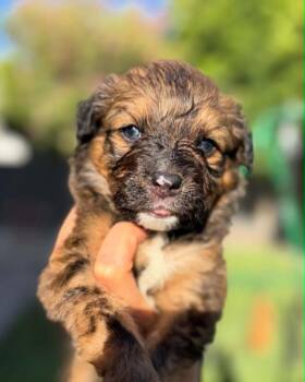 Champagne -  Mixed Breed Dog for Adoption in Mesa, Arizona - Champagne | PetCurious
