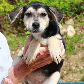 Shepherd and Hound Dogs Available for Adoption in Stormville, New York - CT Mimi Avail May 16 (Tractor Supply- Putnam, CT) | PetCurious