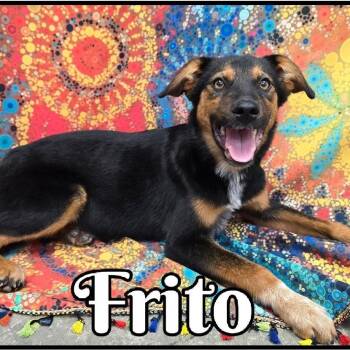 Frito -  Shepherd and Mixed Breed Dog for Adoption in Naperville, Illinois - Frito | PetCurious