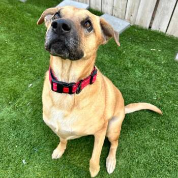 Nymeria (nka Dakota) -  Shar Pei and Black Mouth Cur Dog for Adoption in New Orleans, Louisiana - Nymeria (nka Dakota) | PetCurious