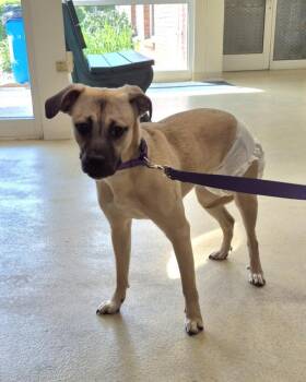 Pit Bull Terrier and Mixed Breed Dogs Available for Adoption in Hagerstown, Maryland - CARDI | PetCurious