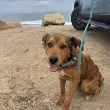 Oro -  Shepherd Dog for Adoption in San Diego, California - Oro | PetCurious