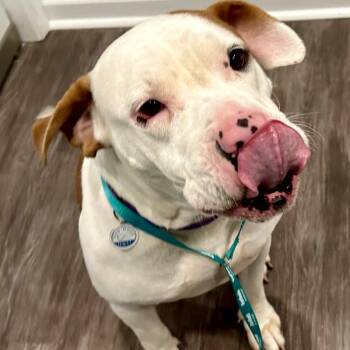 Rescue American Bulldog Dogs for Adoption in Opelika, Alabama - Blizzy | PetCurious