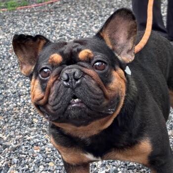 YORK-Stray-16719 -  French Bulldog Dog for Adoption in York, Pennsylvania - YORK-Stray-16719 | PetCurious
