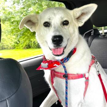 Claire -  Great Pyrenees and Shepherd Dog for Adoption in La Grange, Kentucky - Claire | PetCurious