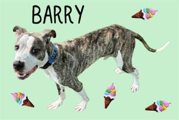 BARRY -  American Bulldog and Mixed Breed Dog for Adoption in Sarasota, Florida - BARRY | PetCurious