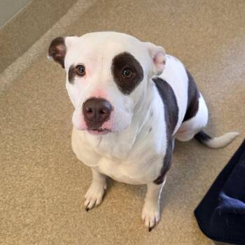 Staffordshire Bull Terrier Dogs Available for Adoption in Bristol, Indiana - Lily | PetCurious
