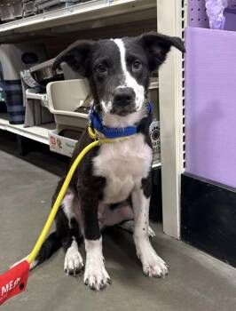 Border Collie and Labrador Retriever Dogs Available for Adoption - OREO | PetCurious