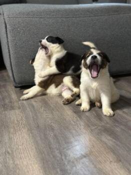 Australian Cattle Dog Blue Heeler and Great Pyrenees Dogs Available for Adoption in Liverpool, Texas - Cappuccino | PetCurious