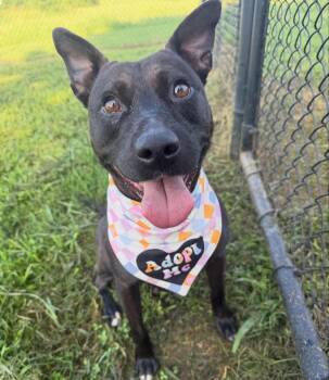 Corley -  Pit Bull Terrier Dog for Adoption in Lebanon, Tennessee - Corley | PetCurious