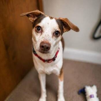 Jack Russell Terrier and Mixed Breed Dogs Available for Adoption - Pete | PetCurious