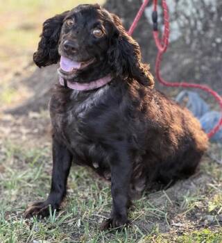 Bailee -  Boykin Spaniel Dog for Adoption in Willingboro, New Jersey - Bailee | PetCurious