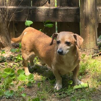 Boonie -  Dachshund Dog for Adoption in Helena, Alabama - Boonie | PetCurious