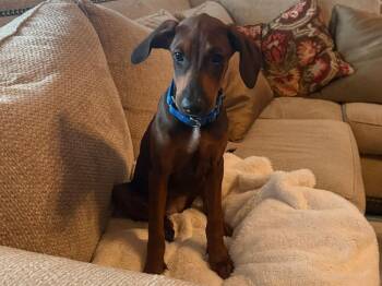 Monica~FOSTER or FOSTER TO ADOPT NEEDED~ -  Doberman Pinscher Dog for Adoption in Minneapolis, Minnesota - Monica~FOSTER Or FOSTER TO ADOPT NEEDED~ | PetCurious