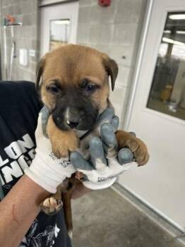 Mixed Breed Dogs Available for Adoption - Leto | PetCurious