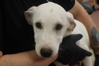 STAR -  Mixed Breed Dog for Adoption in Columbia, South Carolina - STAR | PetCurious