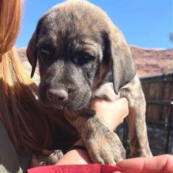 Mixed Breed Dogs Available for Adoption - Daffy Duck | PetCurious