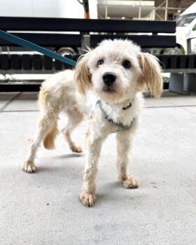 Kismet -  Lhasa Apso Dog for Adoption in New York, New York - Kismet | PetCurious