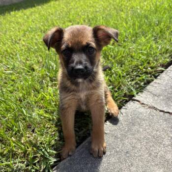 Pattycake -  German Shepherd Dog and Mixed Breed Dog for Adoption in Carencro, Louisiana - Pattycake | PetCurious
