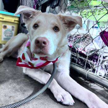 Rescue Mixed Breed Dogs for Adoption in Bismarck, North Dakota - Parker | PetCurious