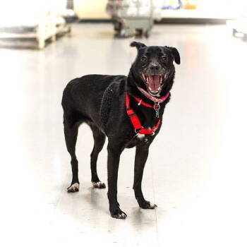 Rescue Terrier Dogs for Adoption in Utica, Michigan - Bear | PetCurious