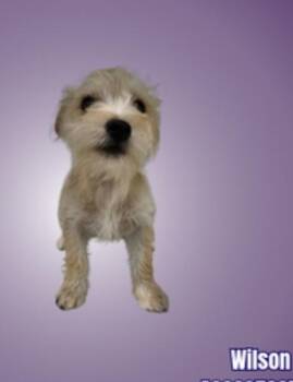 Terrier Dogs Available for Adoption in Cheektowaga, New York - Wilson | PetCurious
