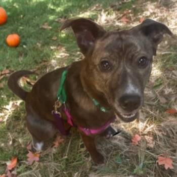 Rescue Mixed Breed Dogs for Adoption in West Olive, Michigan - Raspberry | PetCurious