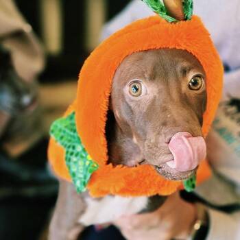 Kung Fu -  Terrier and German Shorthaired Pointer Dog for Adoption in Louisville, Kentucky - Kung Fu | PetCurious