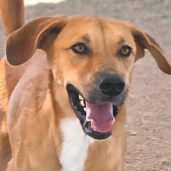 Rescue Catahoula Leopard Dog Dogs for Adoption in Wickenburg, Arizona - Redmond | PetCurious