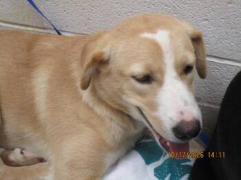(832) -  Labrador Retriever Dog for Adoption in Marietta, Georgia - (832) | PetCurious