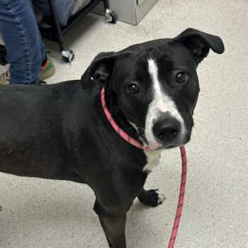 Luci Goosey -  Mixed Breed Dog for Adoption in Murray, Utah - Luci Goosey | PetCurious