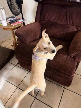 ELMER -  Husky and Shepherd Dog for Adoption in Broomfield, Colorado - ELMER | PetCurious