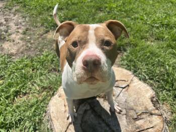 Sunny -  Pit Bull Terrier Dog for Adoption in Mooresville, North Carolina - Sunny | PetCurious