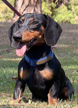 Ollie -  Dachshund Dog for Adoption in Texarkana, Texas - Ollie | PetCurious
