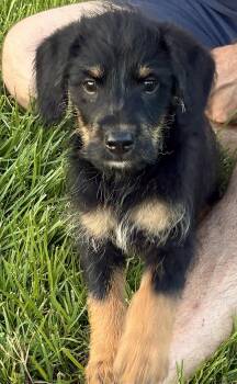 Luca Blu -  Schnauzer and Schnoodle Dog for Adoption - Luca Blu | PetCurious