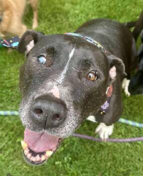 Rescue Pit Bull Terrier Dogs for Adoption in Houston, Texas - Betty | PetCurious