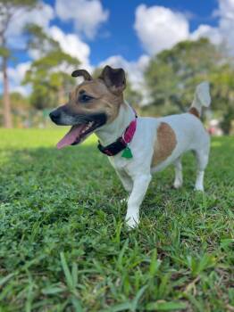 Rescue Jack Russell Terrier Dogs for Adoption in Terra Ceia, Florida - JANE - Young Female Abandoned And Looking For A New Home. | PetCurious