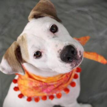 Lalita -  Mixed Breed Dog for Adoption in Cincinnati, Ohio - Lalita | PetCurious