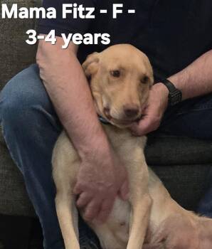 Mama Fitz -  Labrador Retriever Dog for Adoption in Calera, Alabama - Mama Fitz | PetCurious